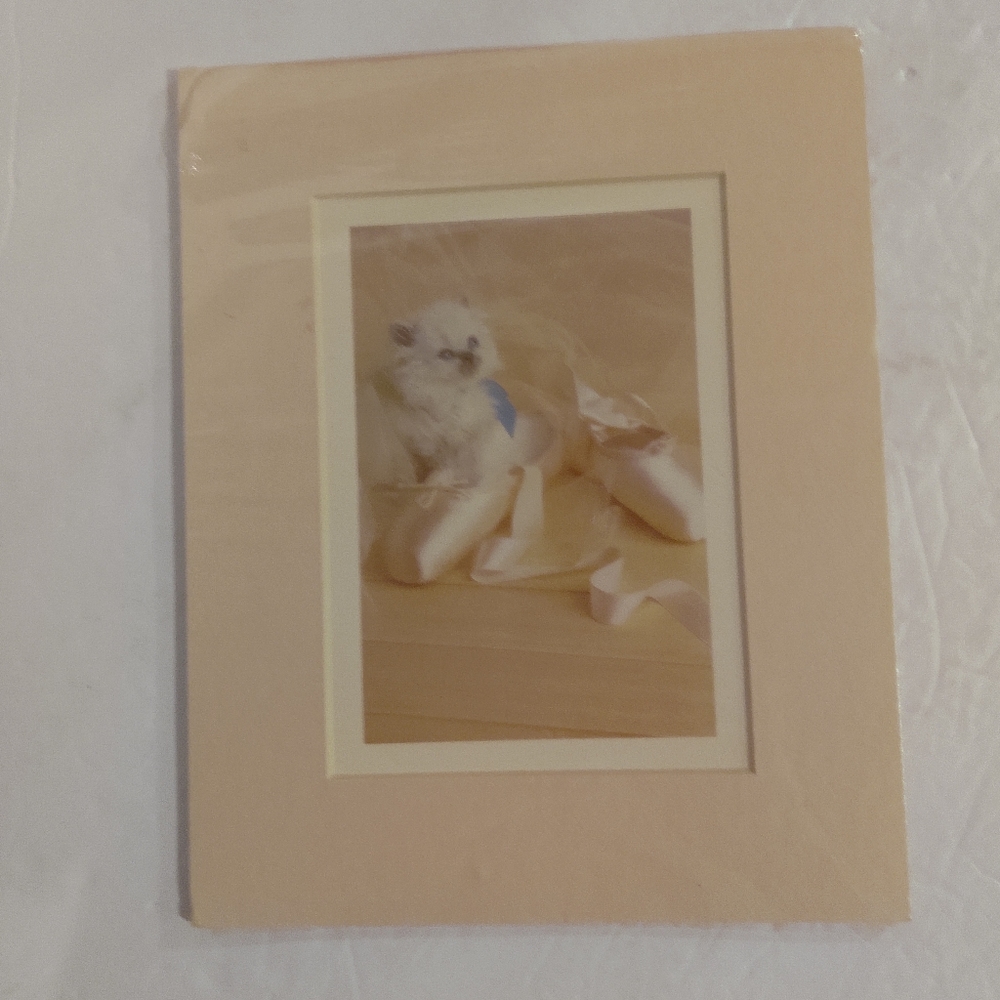 Susan Schilling 1986 Photography. Kitten and Ballet Shoes. 8 x 10
